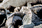 Picture 'Eq1_11_29 Marine Iguana, Galapagos, Fernandina, Punta Espinosa'